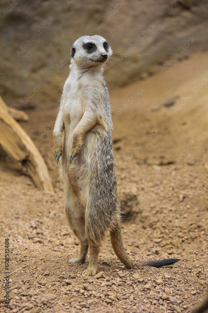 Fototapeta premium meerkat on guard