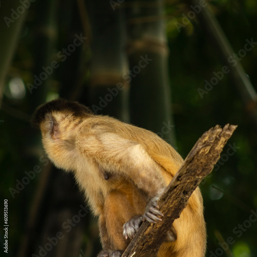 Macaco Prego