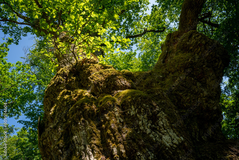 Fototapeta premium Eiche, Baumstamm, grosser Baum, doppelte Eiche