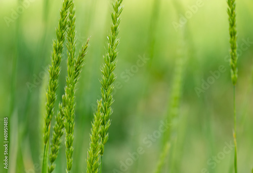 Close Up Details of Bright Green Grasses