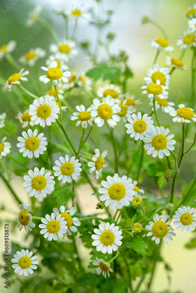 Obraz premium White Daisy flower over blur greenery background, Daisy flower over green natural Blur background.