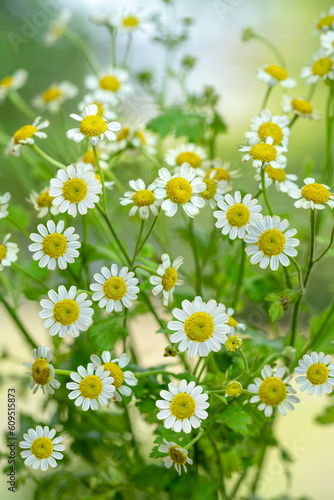 White Daisy flower over blur greenery background, Daisy flower over green natural Blur background. © MERCURY studio
