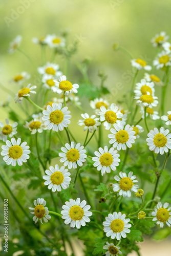 White Daisy flower over blur greenery background, Daisy flower over green natural Blur background.