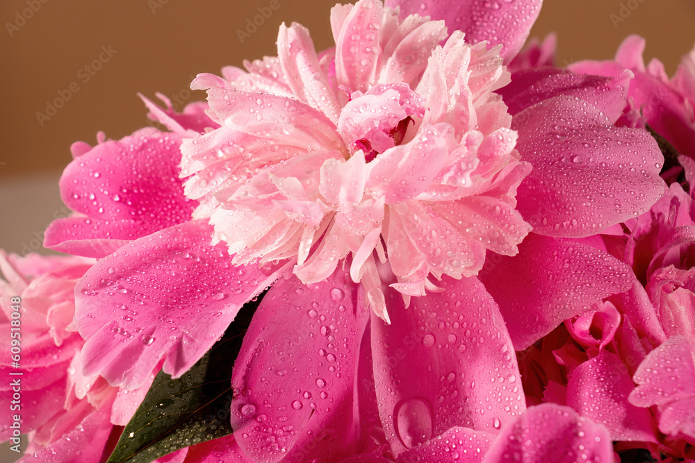 Peony flowers with dew drops Peony flowers with dew drops