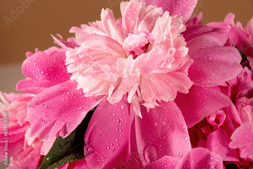 Peony flowers with dew drops