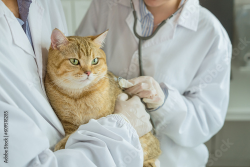 an adorable cat takes center stage, being carefully held and attentively examined by a skilled veterinarian within the cozy ambiance of a veterinary clinic