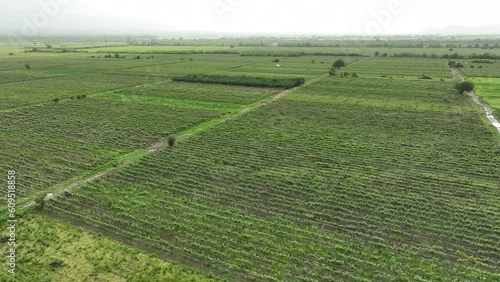 Aerial flight over beautiful vineyard landscape in Napareuli. Georgia photo