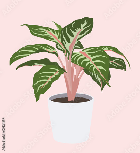 chinese evergreen in pot