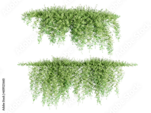  Creeper leaves isolated on white in 3d rendering