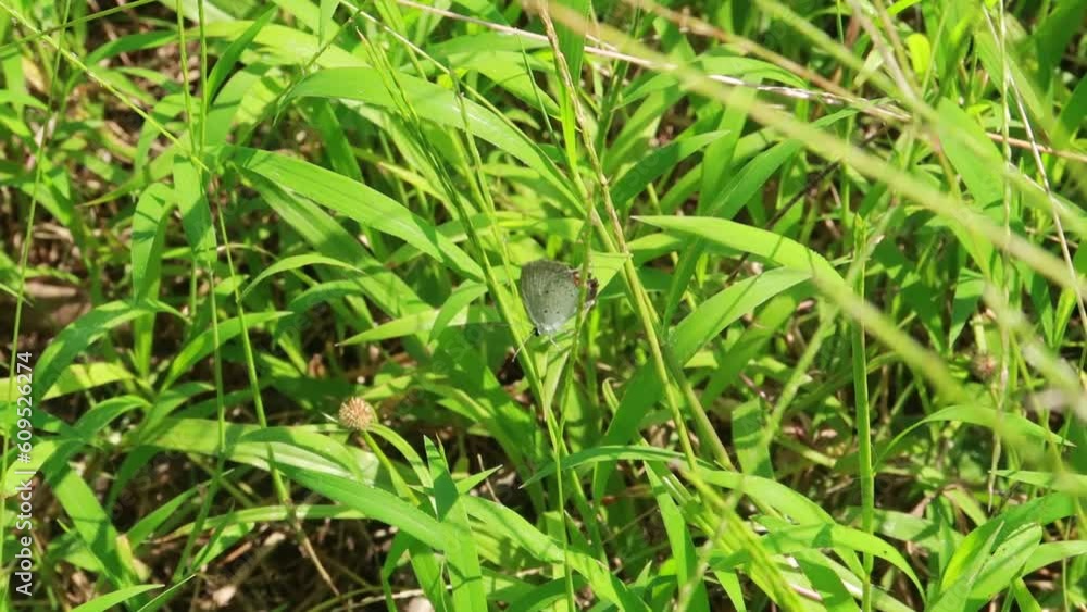 cupid's butterfly perched on the grass moving in the wind during the day cupid's butterfly perched on the grass moving in the wind during the day