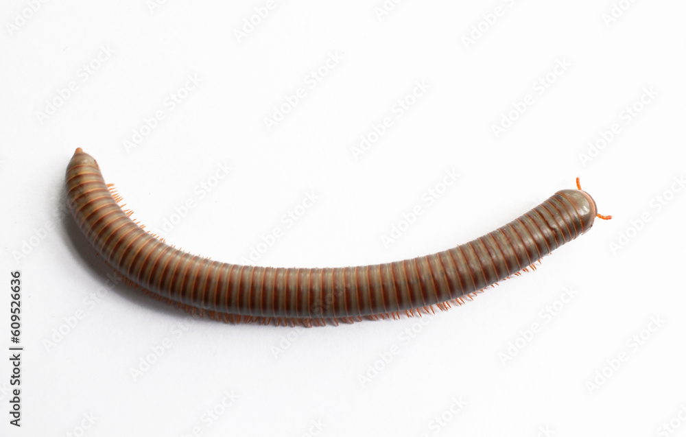 Image of Millipede isolate on white background. Image of Millipede isolate on white background.