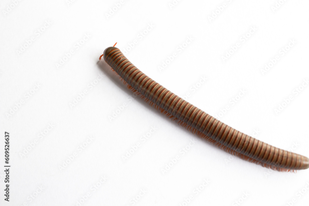 Image of Millipede isolate on white background. Image of Millipede isolate on white background.