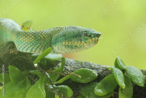 viper, viper snake, viper snake face, Kalimantan, Kalimantan viper snake face up close