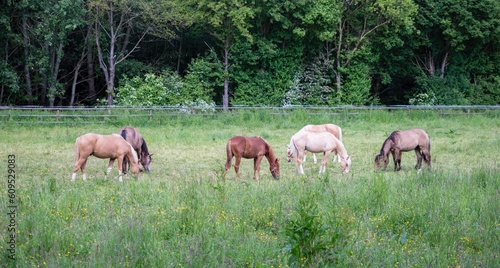 young horses in a pasture of a ranch