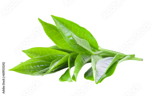 set of young tea leaves isolated on transparent png