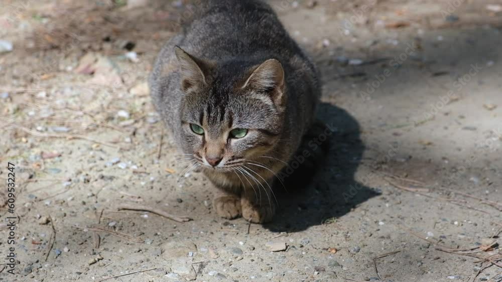 gray cat with green eyes sit and look forward top view gray cat with green eyes sit and look forward top view