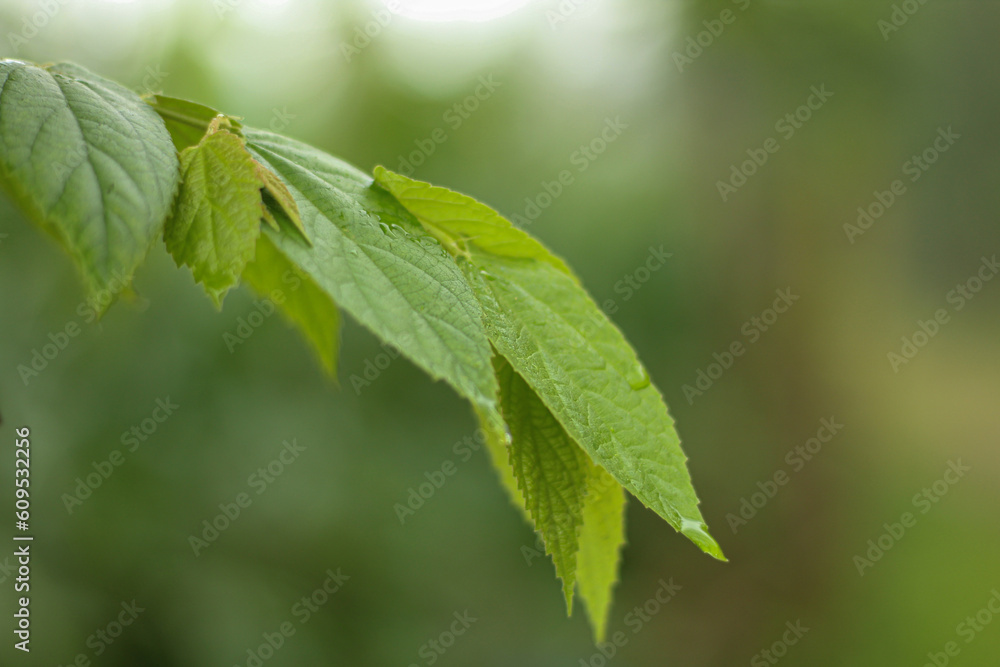 Close-up fresh young green Muntingia Calabura leaves on a Bokeh background Close-up fresh young green Muntingia Calabura leaves on a Bokeh background