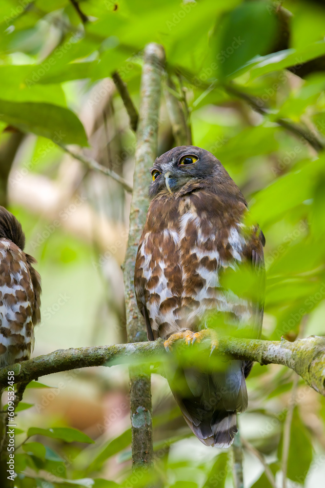 Brown hawk owl perch, roosting on the tree. Brown hawk owl perch, roosting on the tree.