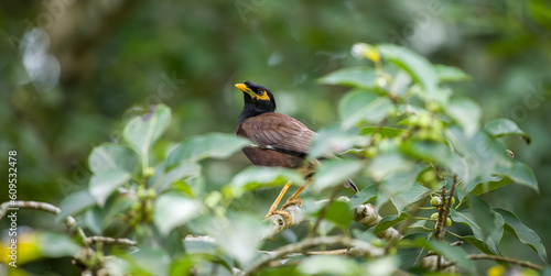 Indian myna and the natural habitat.