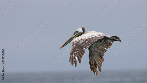 A Pelican in flight