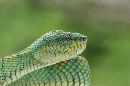 viper, viper snake, viper snake face, Kalimantan, Kalimantan viper snake face up close