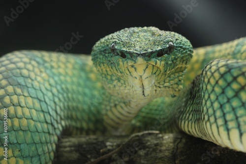 snake, viper, borneo viper, close up face of borneo viper on black background 