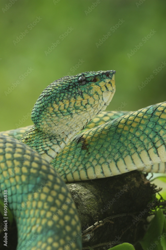 Obraz premium snake, viper, borneo viper, close up face of borneo viper