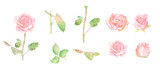 水彩で描いたバラの素材セットイラスト