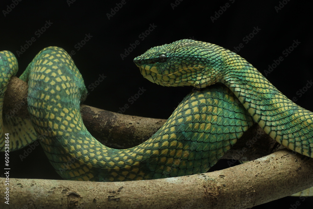 Fototapeta premium snake, viper, viper snake native to the island of Kalimantan, Indonesia, on a black background