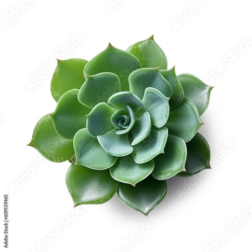  aloe vera plant nature desert herb garden tree succulent plant topical gel plant leaf, isolated on  background, generative AI