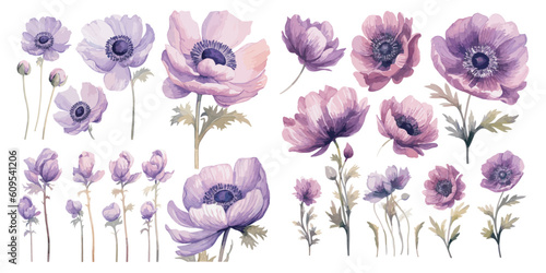 watercolor purple anemone flower clipart for graphic resources