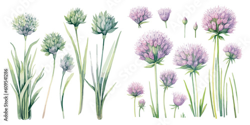 watercolor chives clipart for graphic resources
