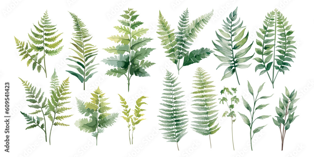 watercolor fern clipart for graphic resources - obrazy, fototapety, plakaty 