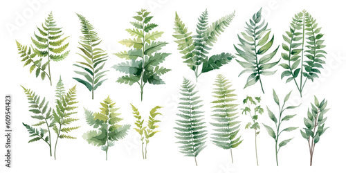 watercolor fern clipart for graphic resources