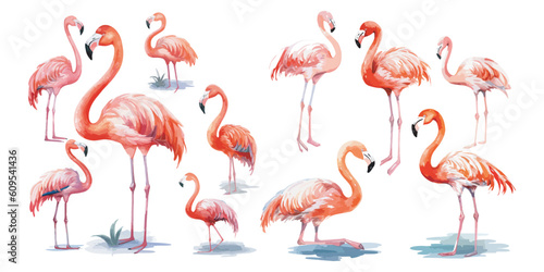 watercolor flamingo clipart for graphic resources