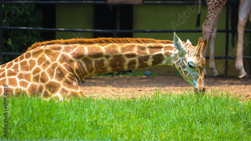 Photography giraffe in the zoo