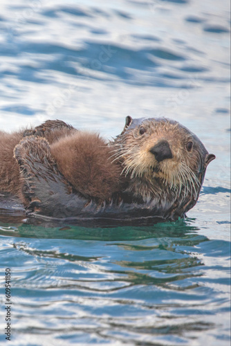 Sea otter mother with baby on stomach while swimming in Pacific Ocean of coastal Alaska United States