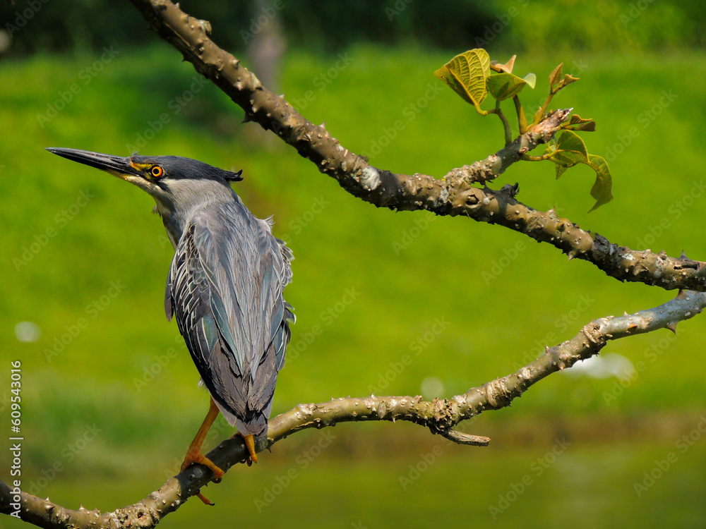 Gray bird perched on a branch hunting. Gray bird perched on a branch hunting.