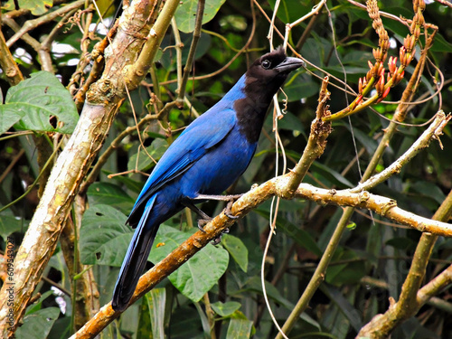 Blue and black bird perched on a branch. photo