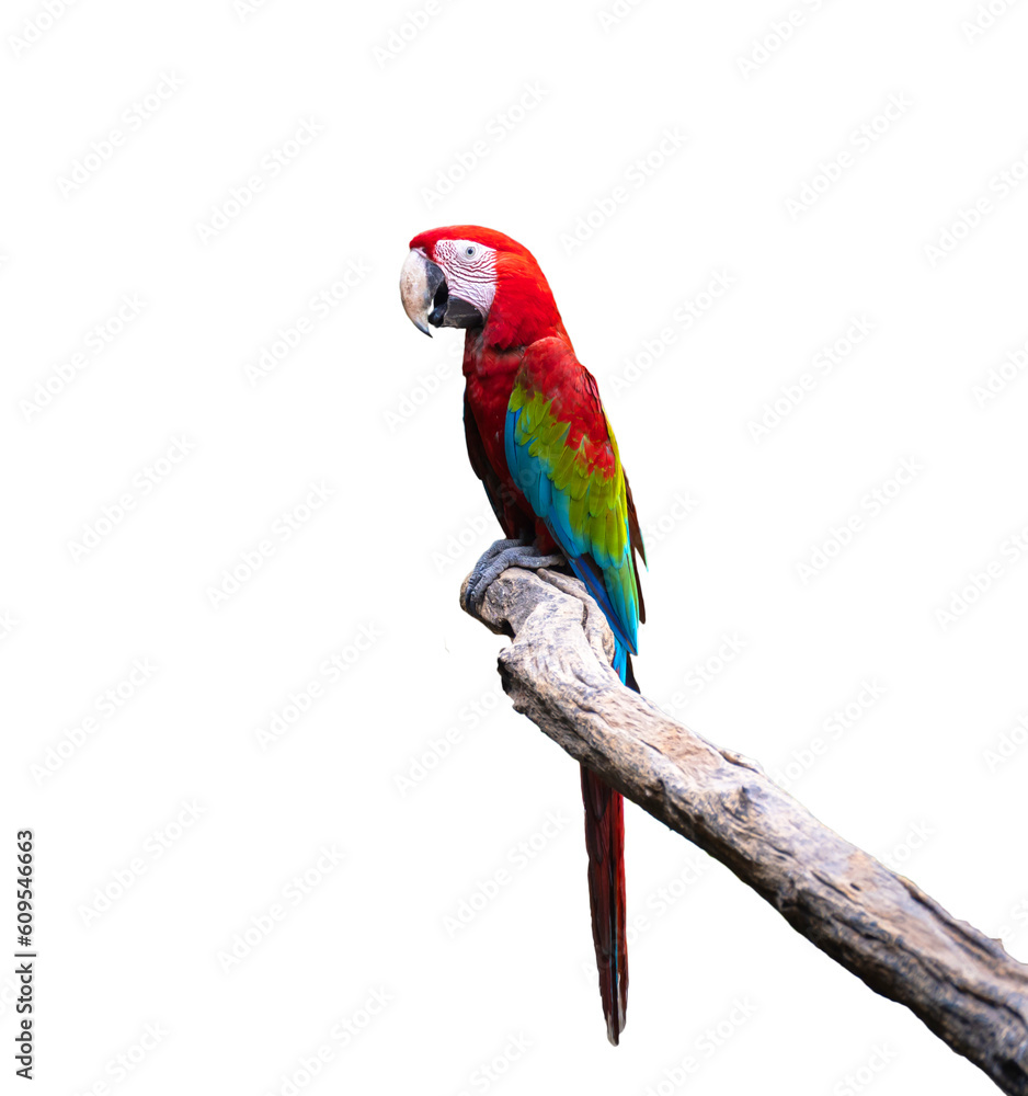 Beautiful Red parrot Scarlet Macaw parrot isolated on white background. with clipping path.