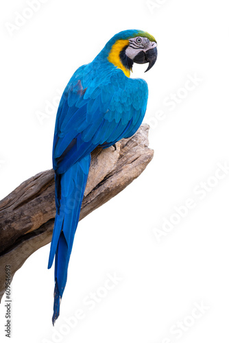 blue and yellow macaw. parrot sitting on the branch isolated on white background with clipping path.