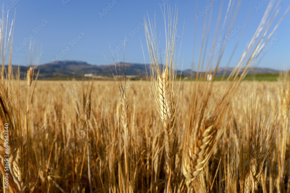 close-up of sunlit ears of wheat with mountains in the background