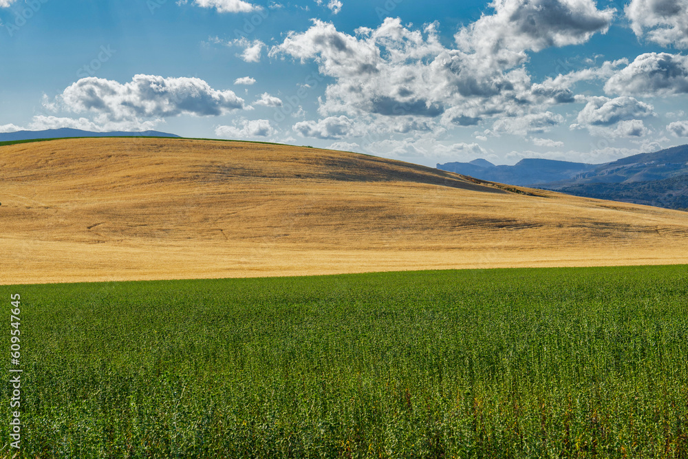 fields of cereal crops divided in two colors, yellow and green with mountain scenery in the background