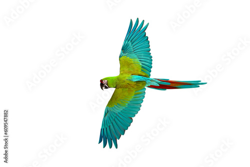 Beautiful of Great green macaw flying isolated on transparent background png file 
