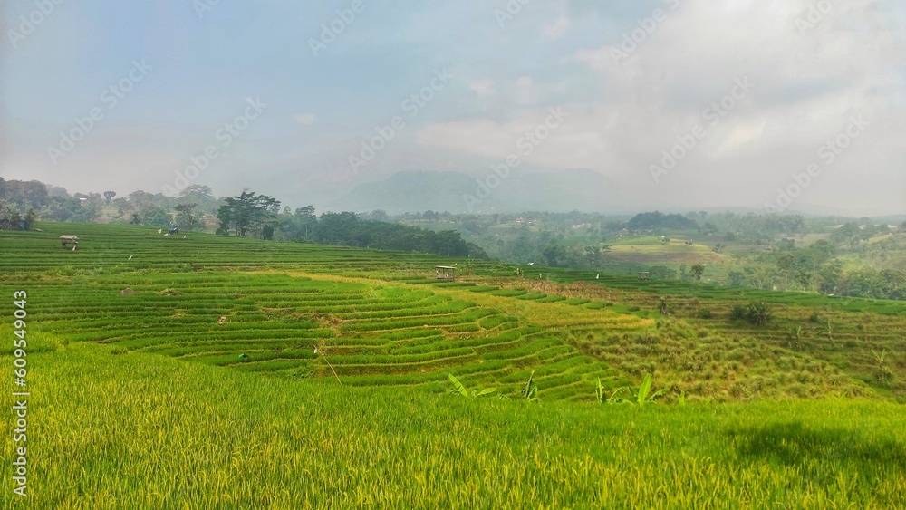 Indonesian rice fields in hill area using unique method called 'Terasering'