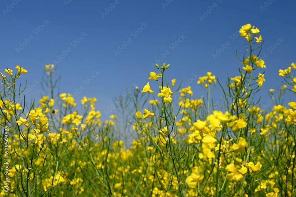 Oilseed rape. A field with a popular crop. Beautiful Czech landscape with yellow plant and blue sky. (Brassica napus)