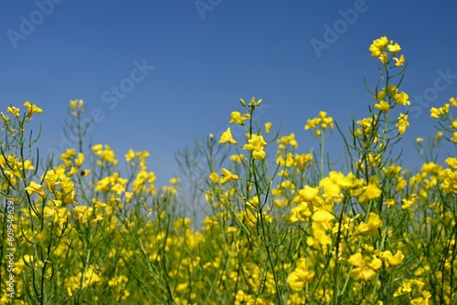 Oilseed rape. A field with a popular crop. Beautiful Czech landscape with yellow plant and blue sky. (Brassica napus)