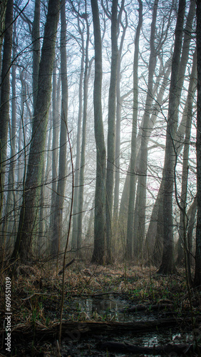 forest in the fog in the morning