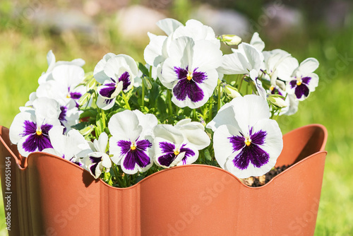 Blooming flowers of white and lilac pansies in a large plastic flowerpot. photo