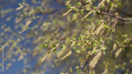 A birch branch with green leaves and catkins against the blue sky sways in the wind. Close-up, selective focus
